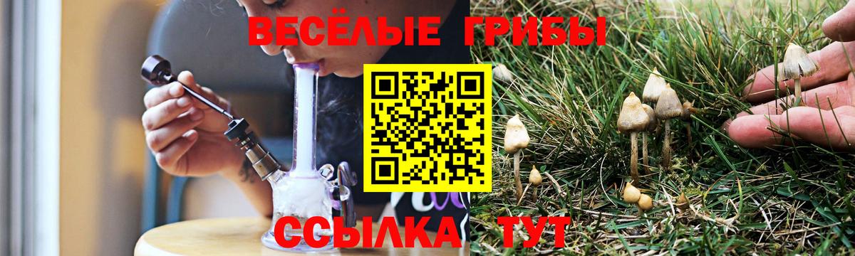 Псилоцибиновые грибы Psilocybine cubensis Зима